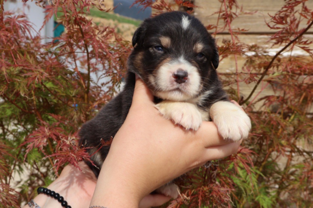 des Glaciers de Cristal - Chiot disponible  - Berger Australien