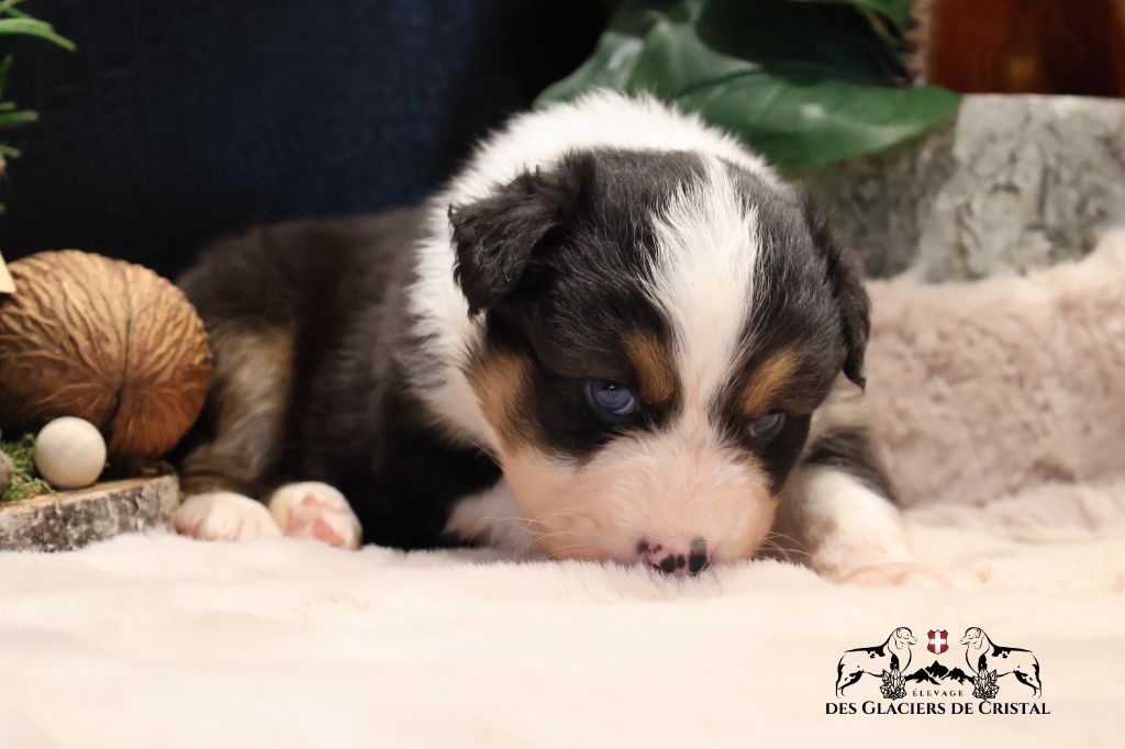 des Glaciers de Cristal - Chiot disponible  - Berger Australien