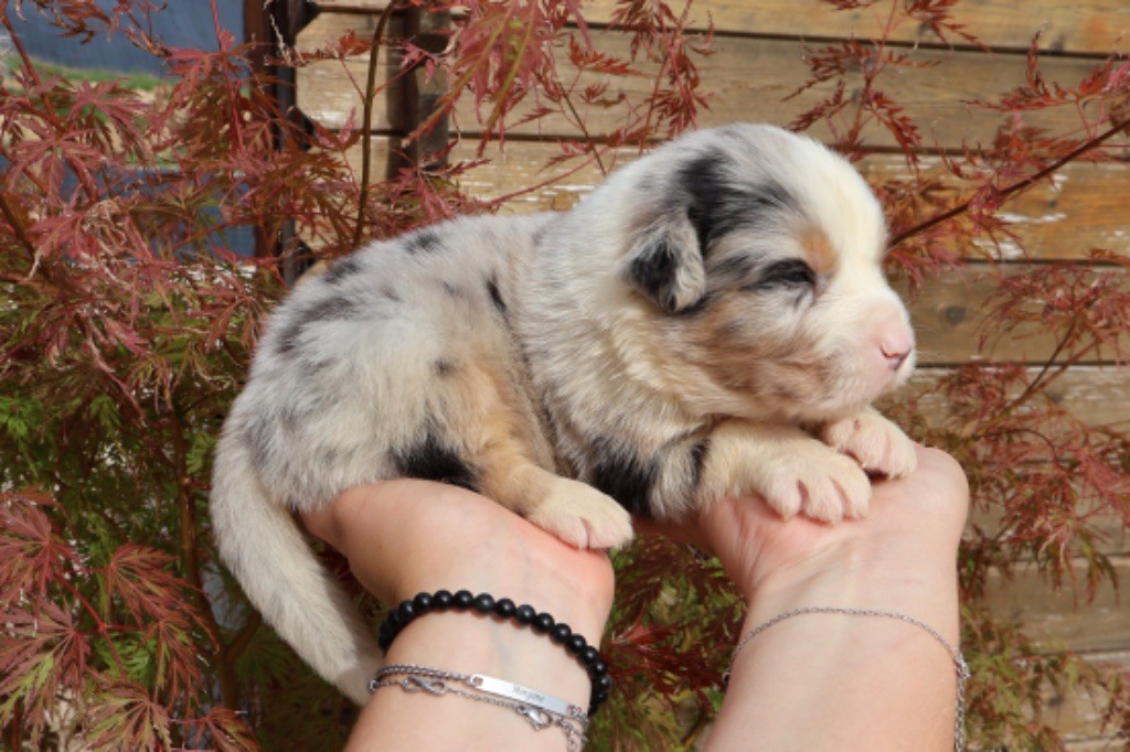 des Glaciers de Cristal - Chiot disponible  - Berger Australien