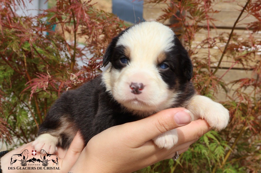 des Glaciers de Cristal - Chiot disponible  - Berger Australien