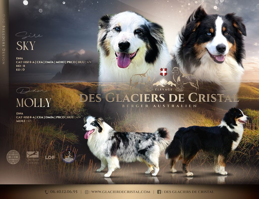 chiot Berger Australien des Glaciers de Cristal