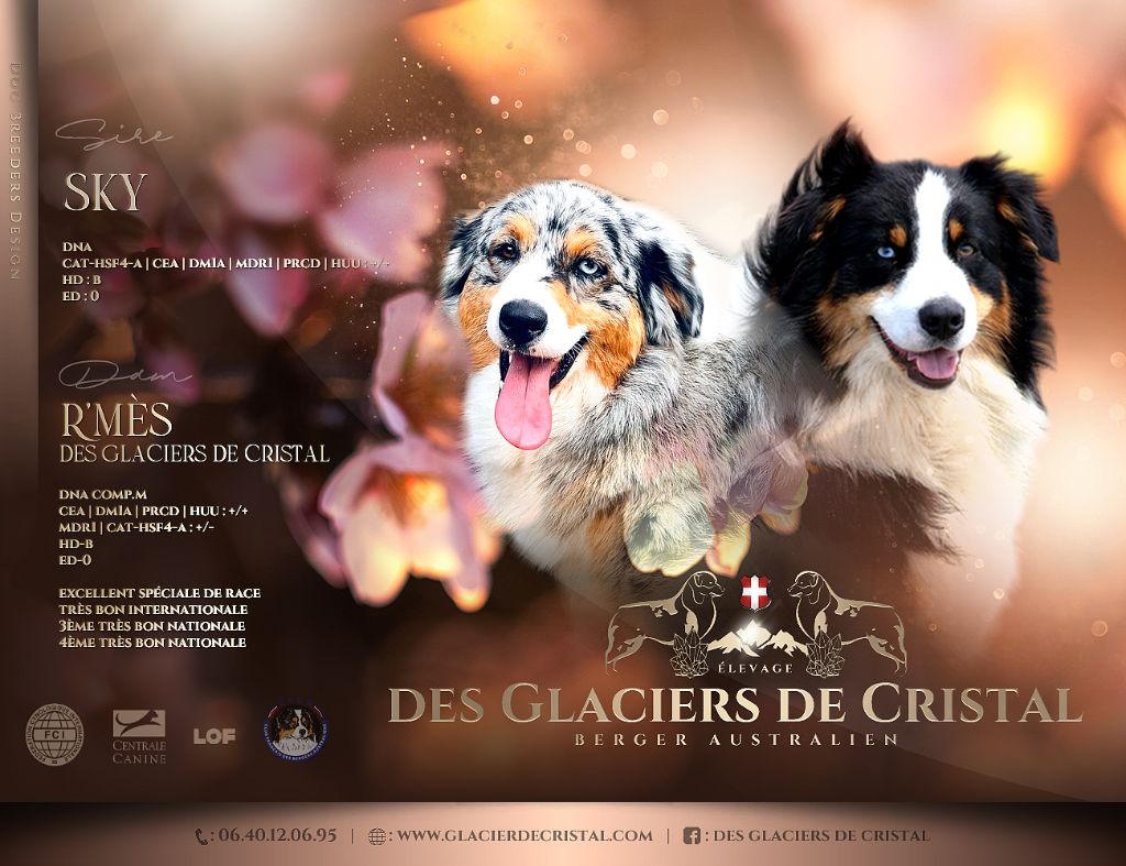 chiot Berger Australien des Glaciers de Cristal