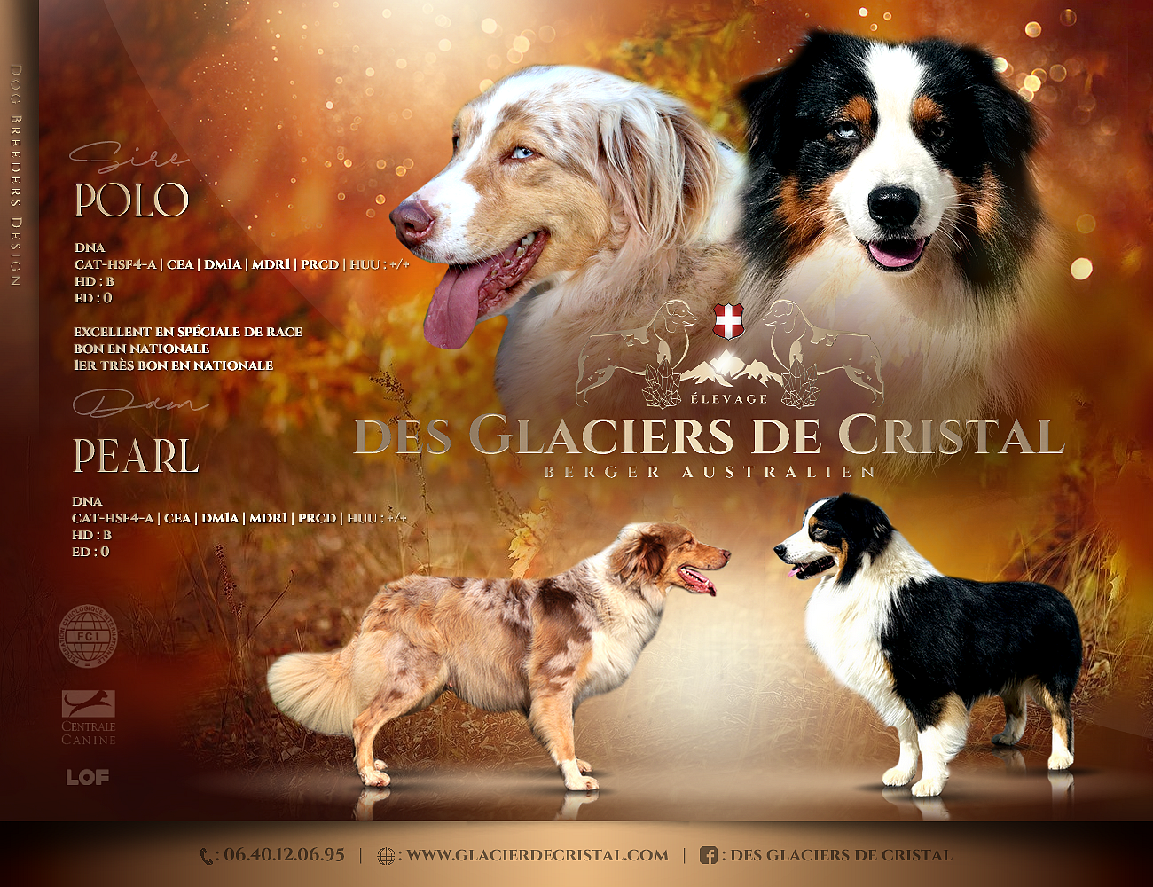 2 Mâles et 4 Femelles nés le 05.12.25 mariage PEARL et POLO