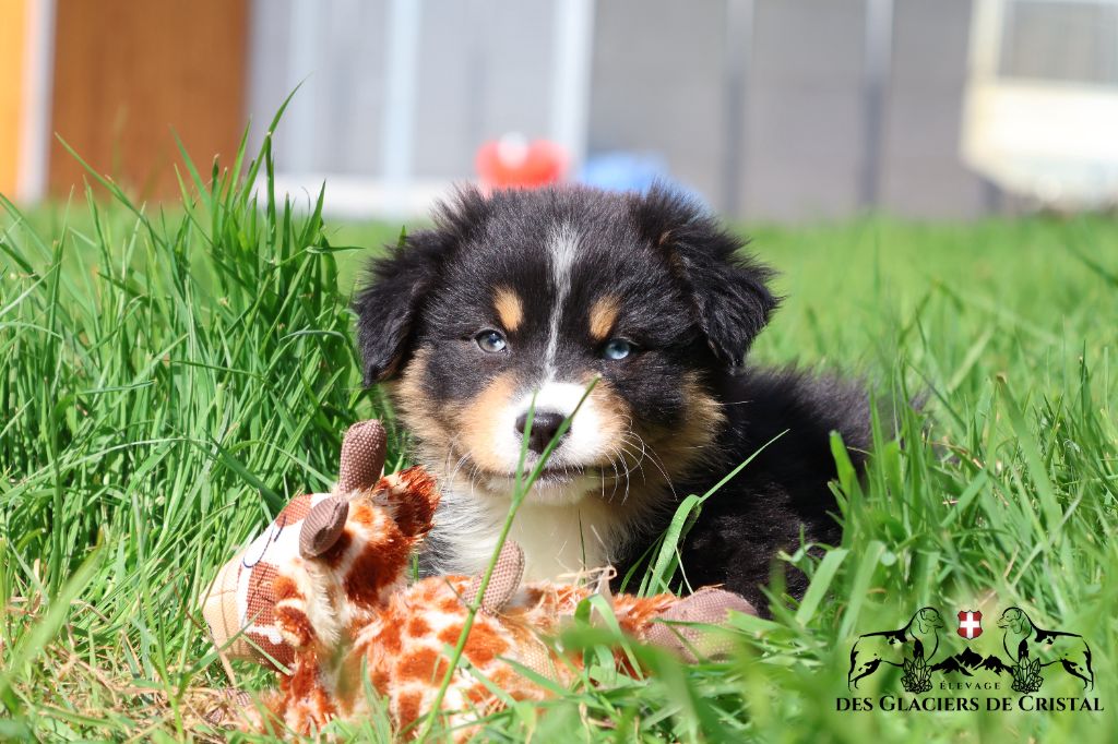 des Glaciers de Cristal - Chiots disponibles - Berger Australien