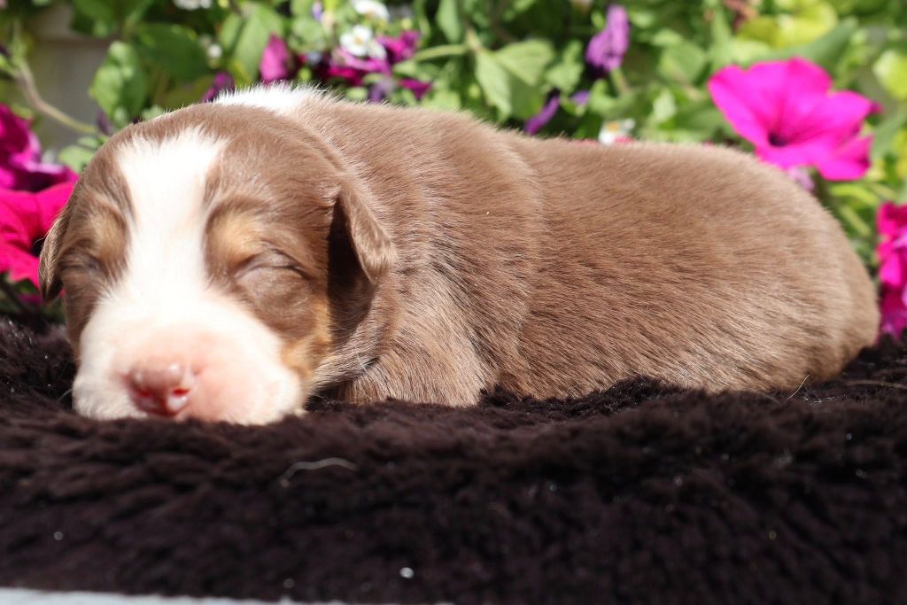 des Glaciers de Cristal - Chiots disponibles - Berger Australien