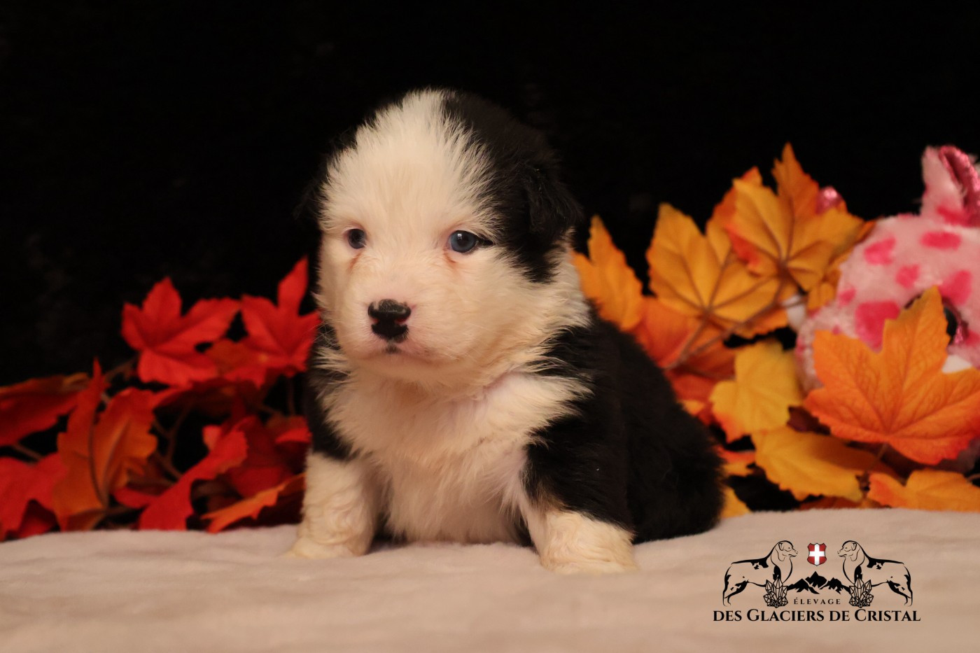 des Glaciers de Cristal - Chiots disponibles - Berger Australien