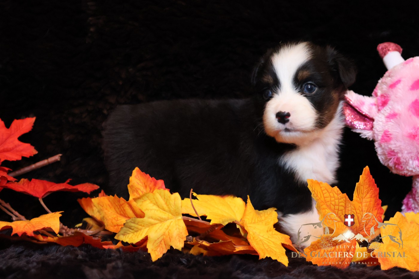 des Glaciers de Cristal - Chiots disponibles - Berger Australien