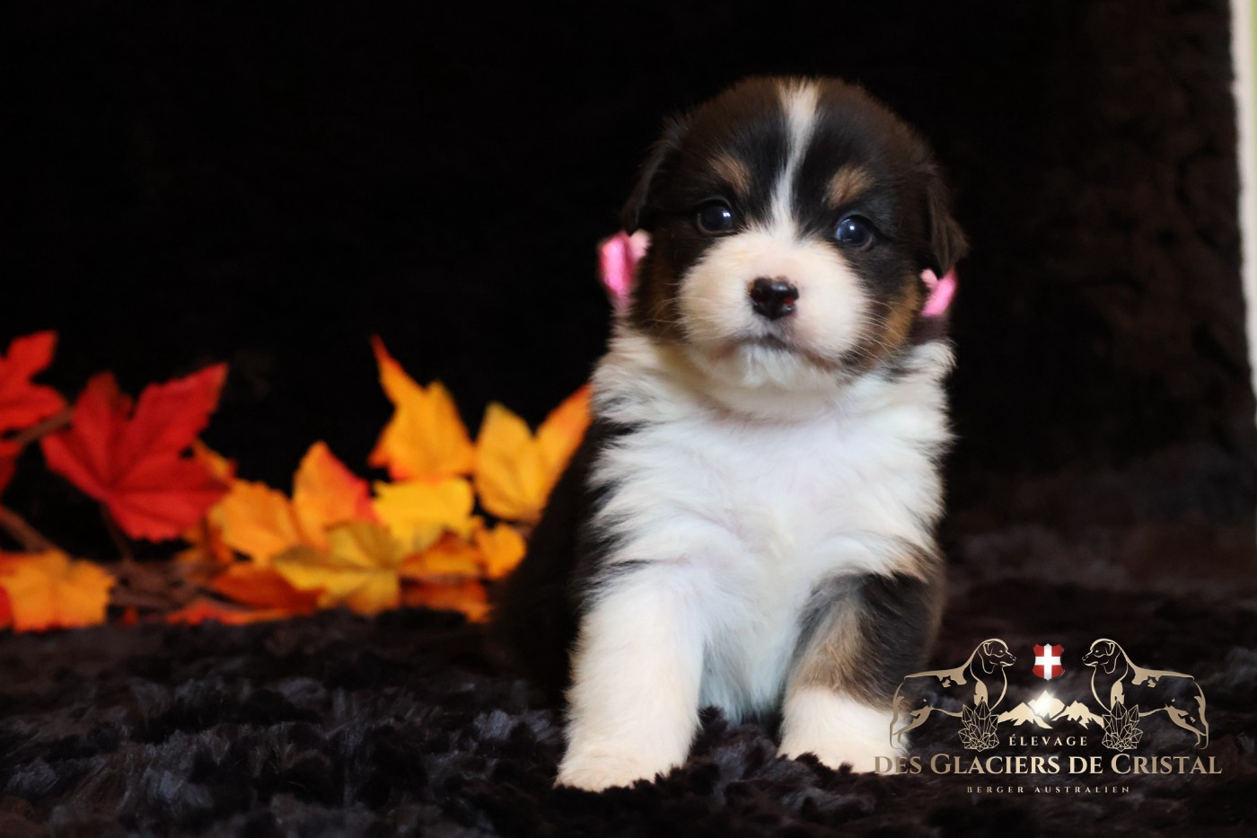 des Glaciers de Cristal - Chiots disponibles - Berger Australien