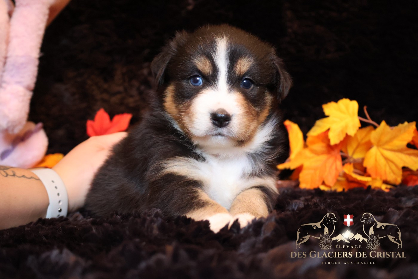 des Glaciers de Cristal - Chiots disponibles - Berger Australien