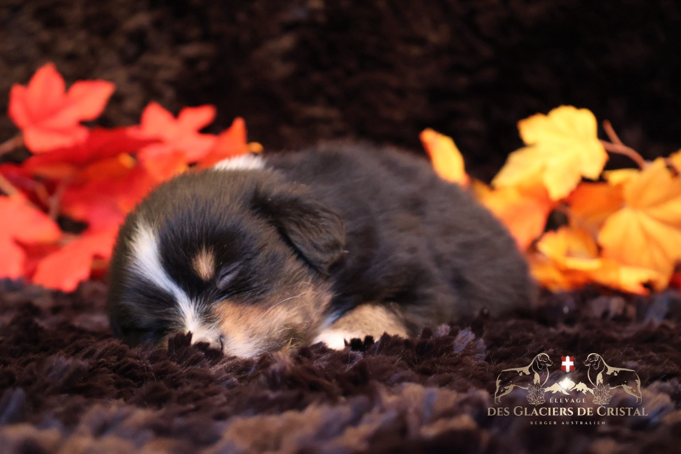 des Glaciers de Cristal - Chiots disponibles - Berger Australien