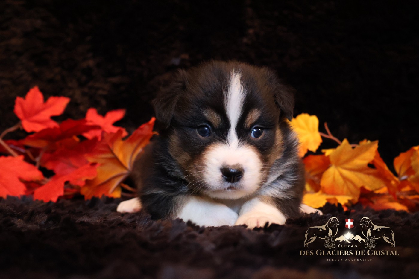 des Glaciers de Cristal - Chiots disponibles - Berger Australien