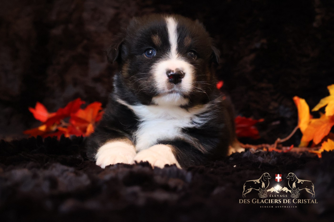 des Glaciers de Cristal - Chiots disponibles - Berger Australien