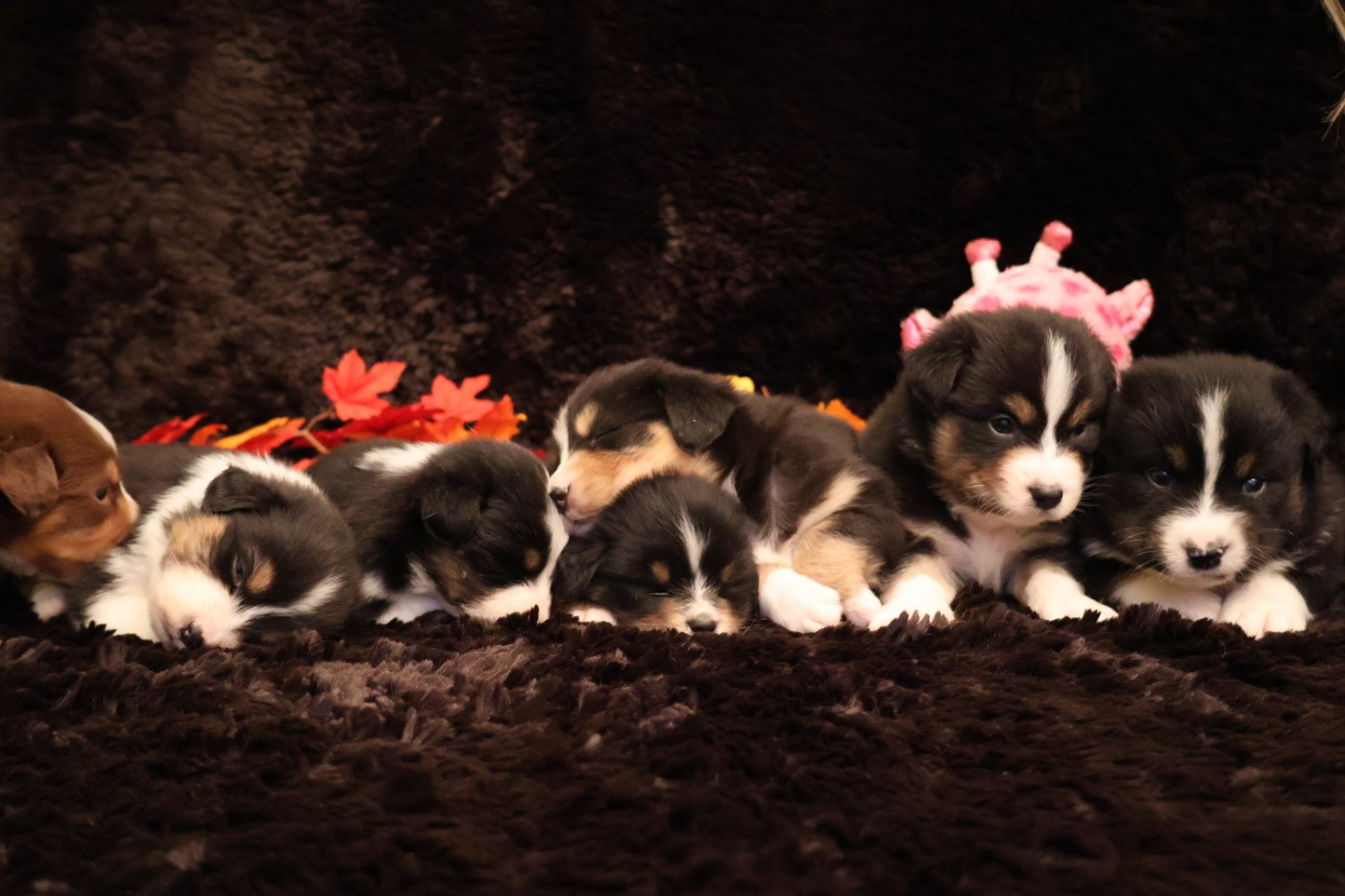 Chiot Berger Australien des Glaciers de Cristal