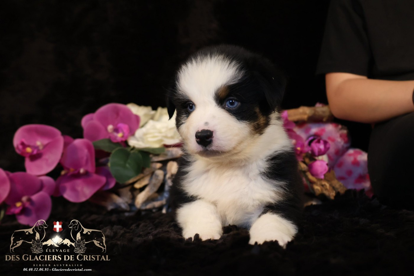 des Glaciers de Cristal - Chiots disponibles - Berger Australien