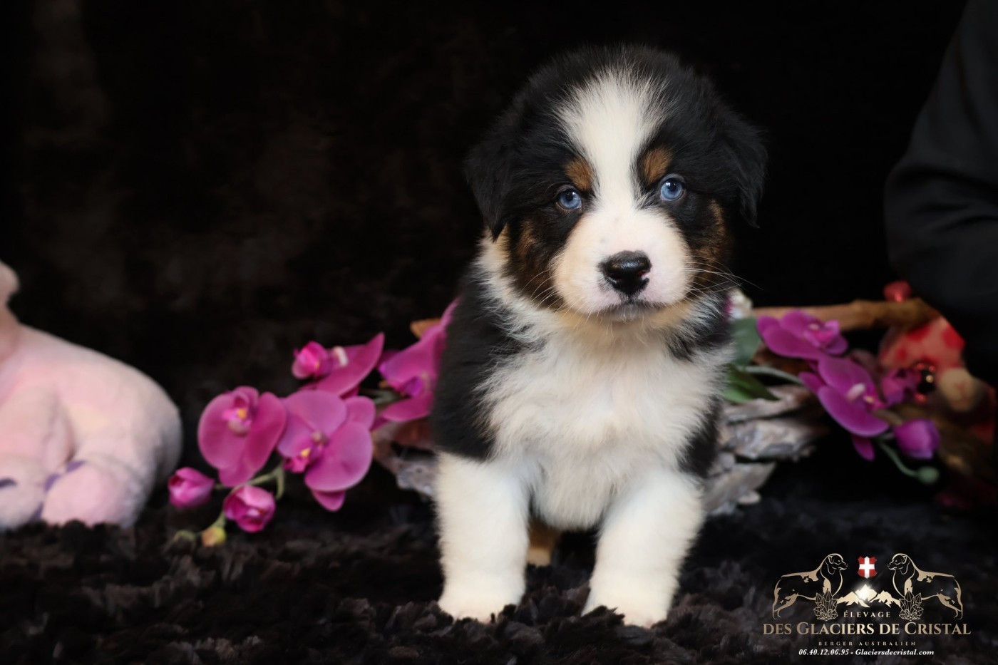 des Glaciers de Cristal - Chiots disponibles - Berger Australien