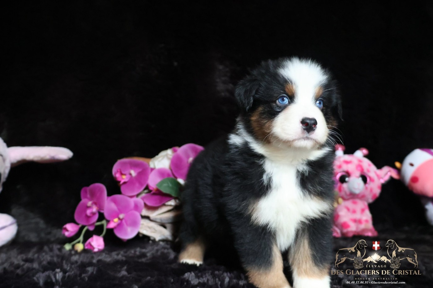 des Glaciers de Cristal - Chiots disponibles - Berger Australien