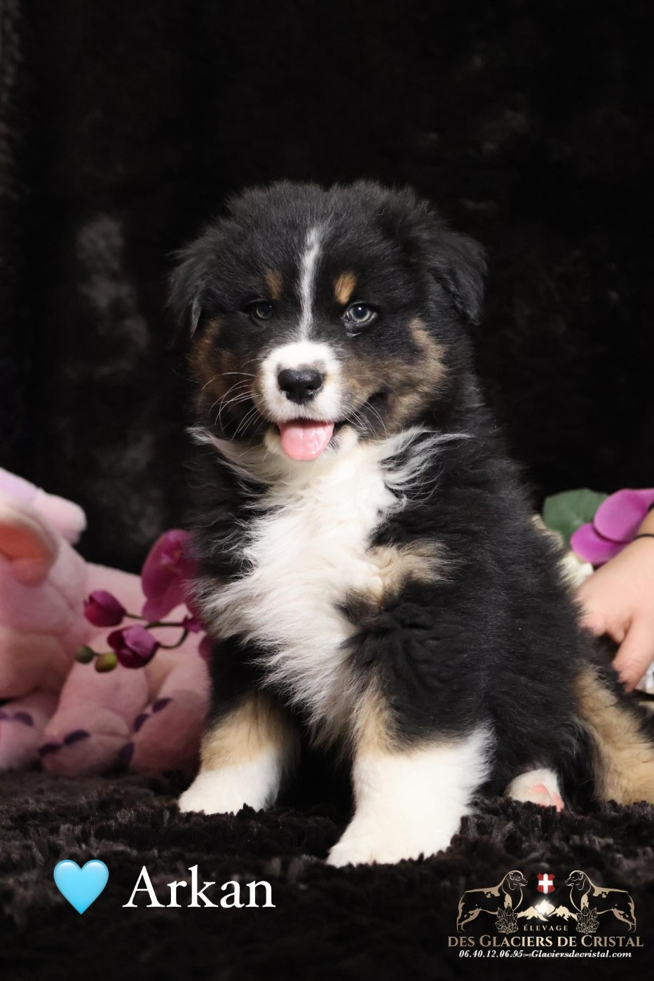 des Glaciers de Cristal - Chiots disponibles - Berger Australien