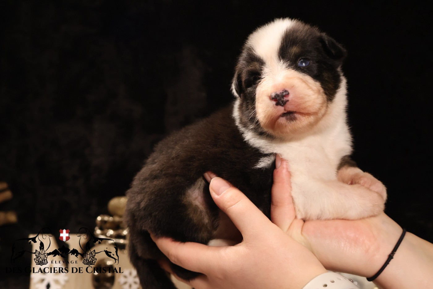 des Glaciers de Cristal - Chiots disponibles - Berger Australien