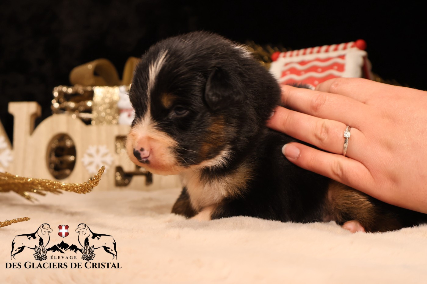 des Glaciers de Cristal - Chiots disponibles - Berger Australien