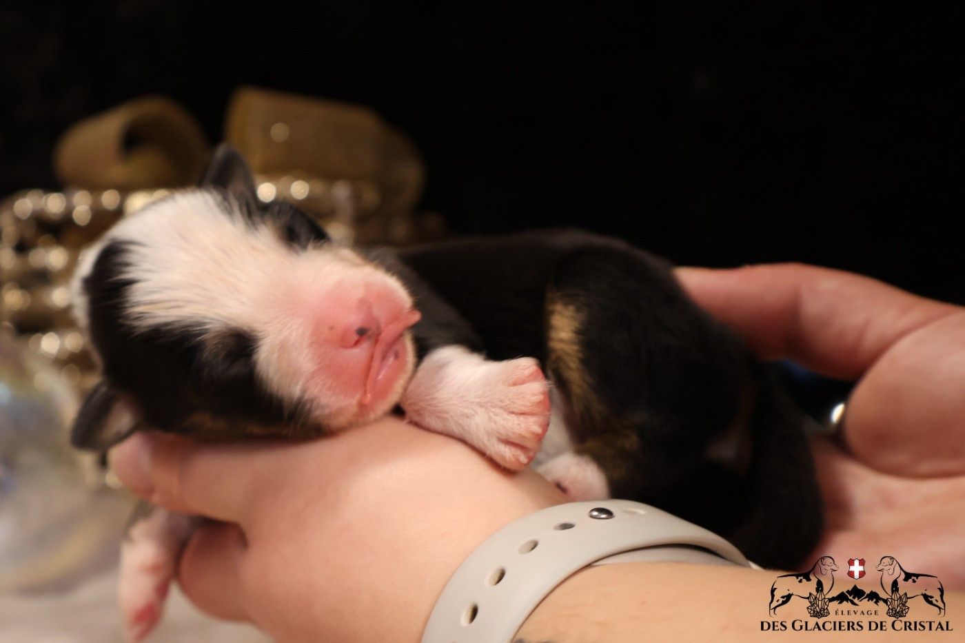 des Glaciers de Cristal - Chiots disponibles - Berger Australien