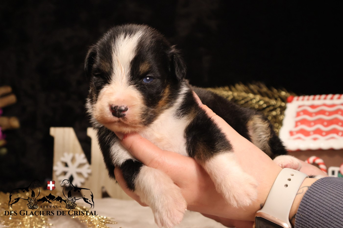 des Glaciers de Cristal - Chiots disponibles - Berger Australien