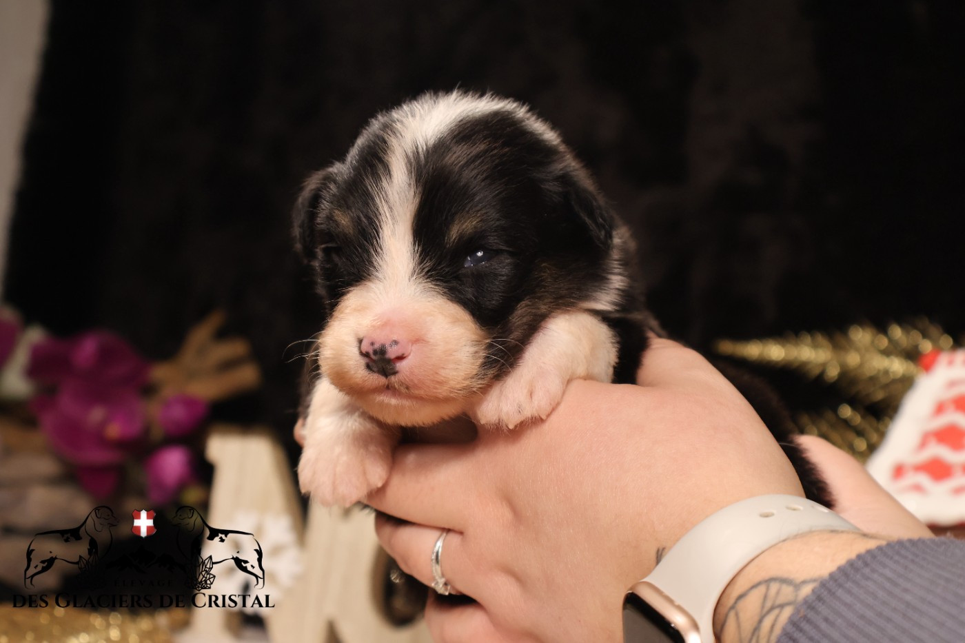 des Glaciers de Cristal - Chiots disponibles - Berger Australien