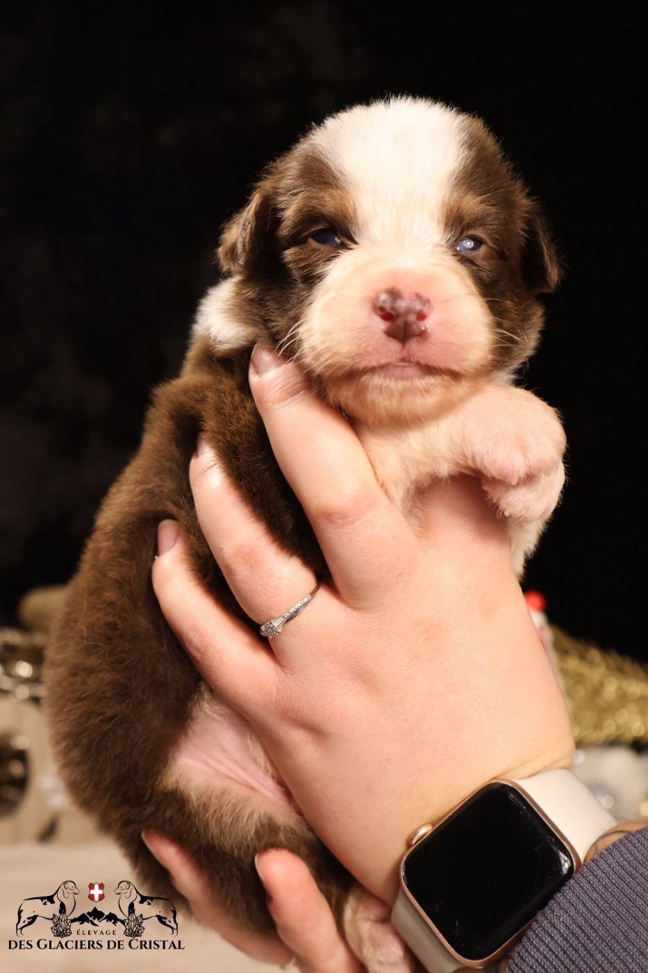 des Glaciers de Cristal - Chiots disponibles - Berger Australien