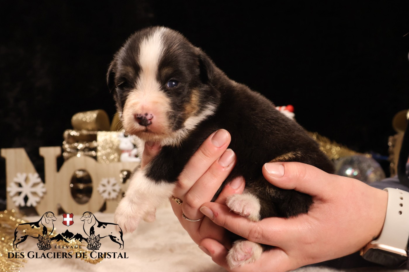 des Glaciers de Cristal - Chiots disponibles - Berger Australien
