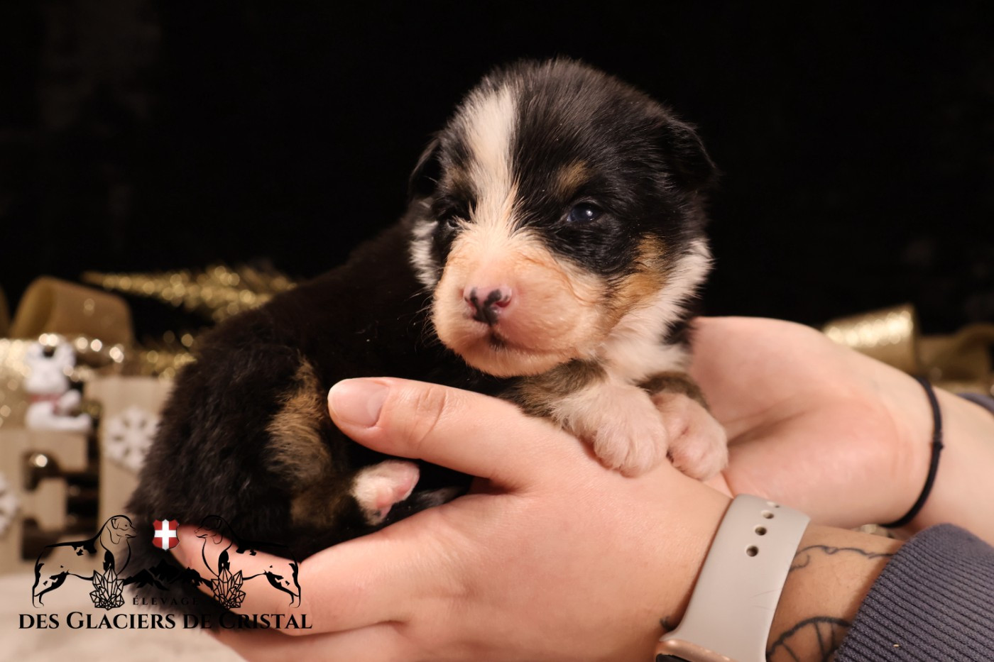 des Glaciers de Cristal - Chiots disponibles - Berger Australien