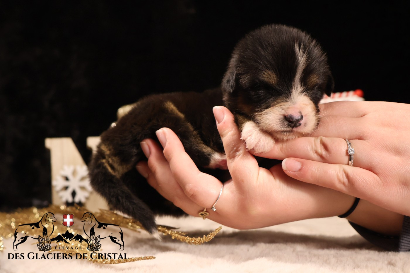 des Glaciers de Cristal - Chiots disponibles - Berger Australien