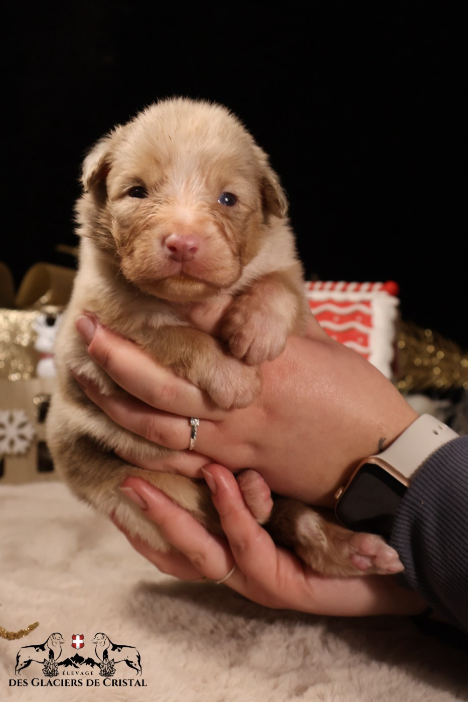 des Glaciers de Cristal - Chiots disponibles - Berger Australien