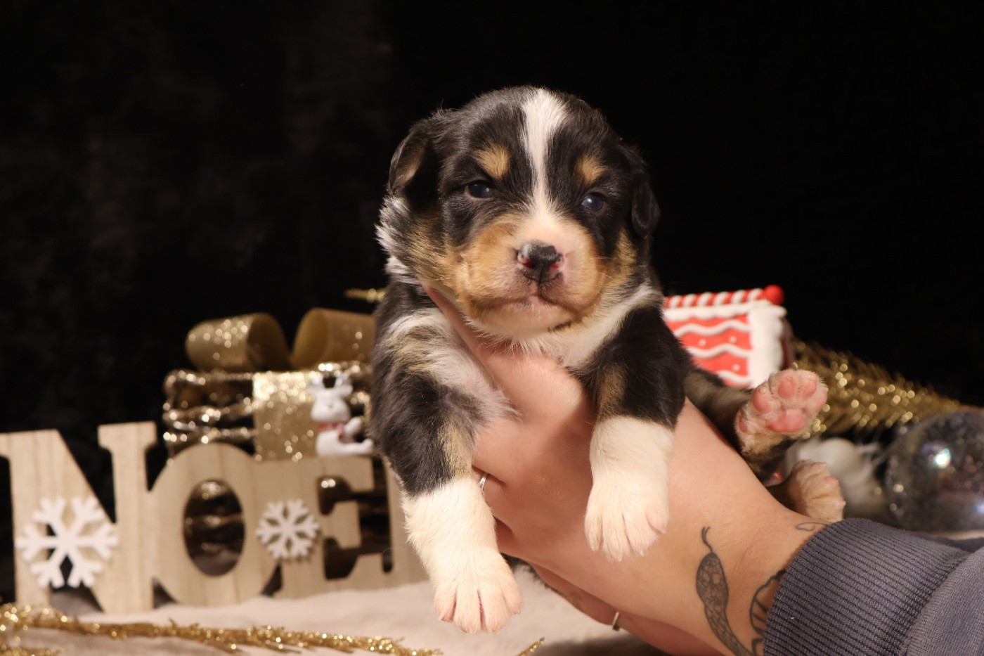 des Glaciers de Cristal - Chiots disponibles - Berger Australien