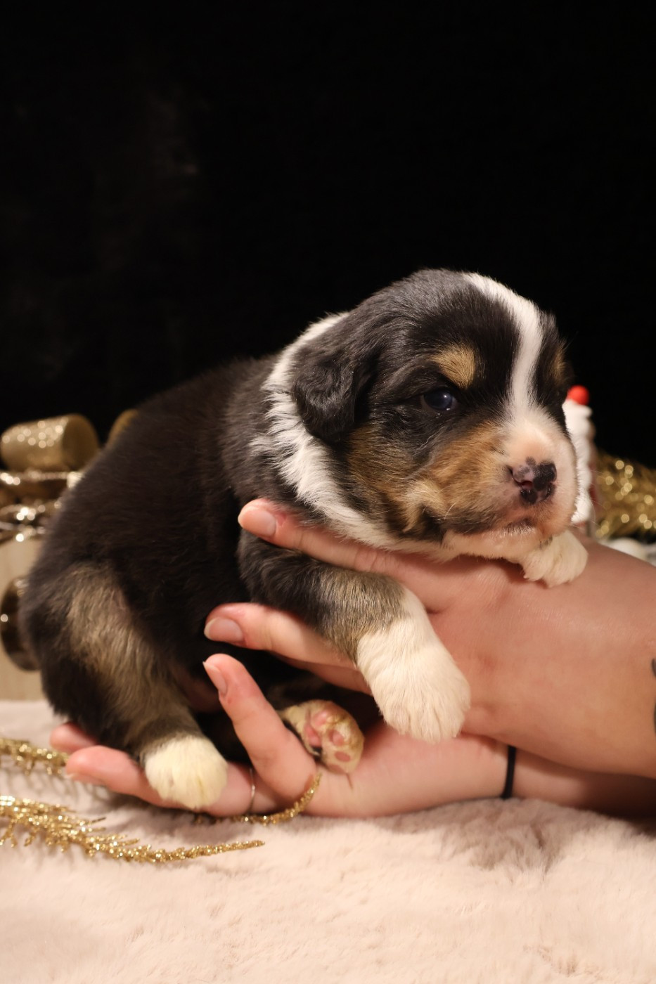 des Glaciers de Cristal - Chiots disponibles - Berger Australien