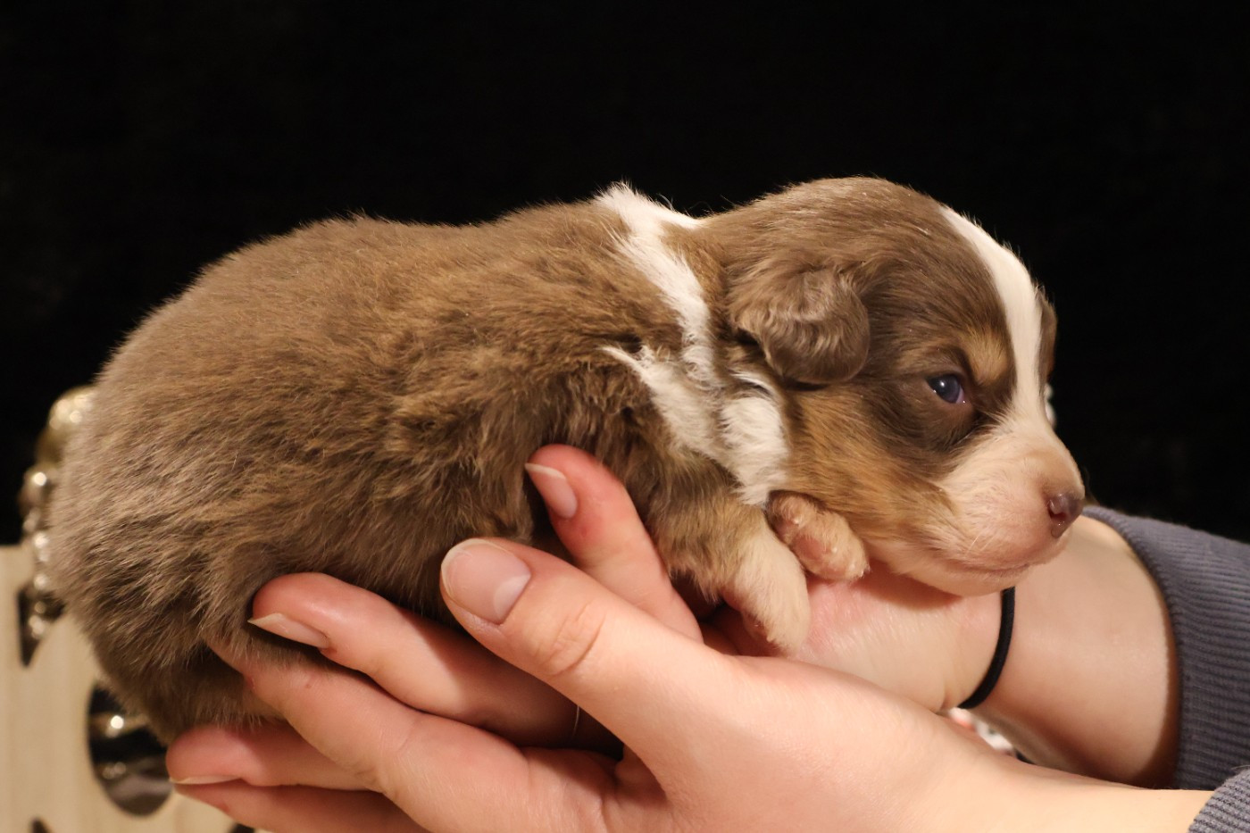 des Glaciers de Cristal - Chiots disponibles - Berger Australien