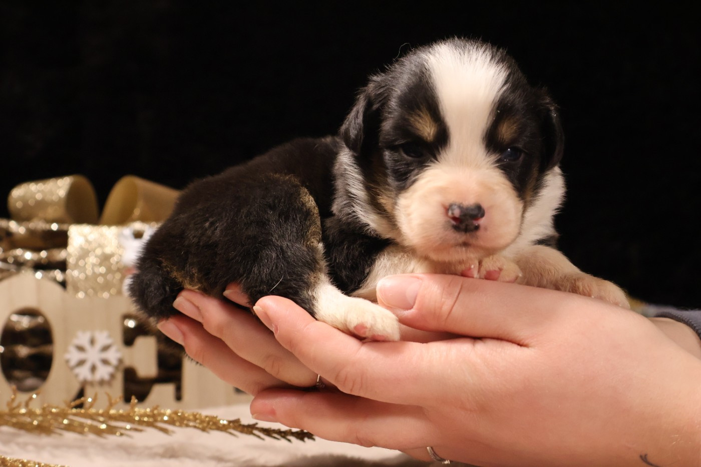 des Glaciers de Cristal - Chiots disponibles - Berger Australien