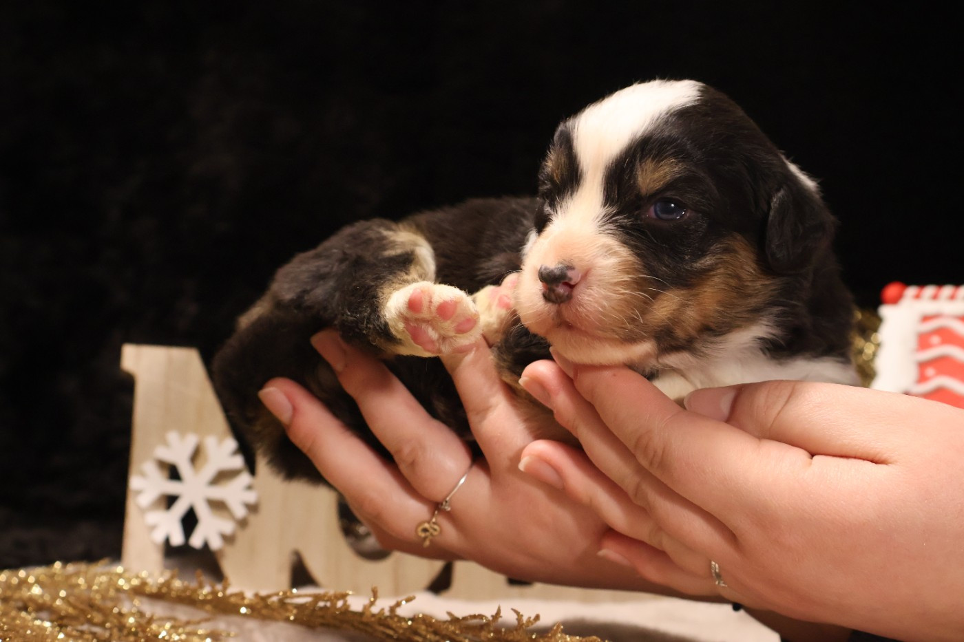des Glaciers de Cristal - Chiots disponibles - Berger Australien