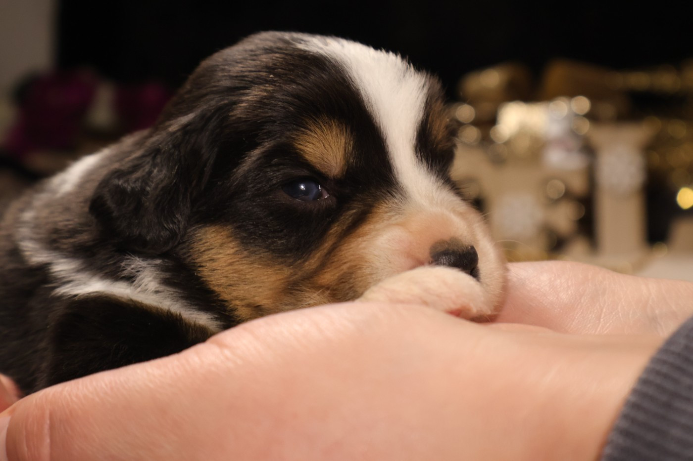 des Glaciers de Cristal - Chiots disponibles - Berger Australien