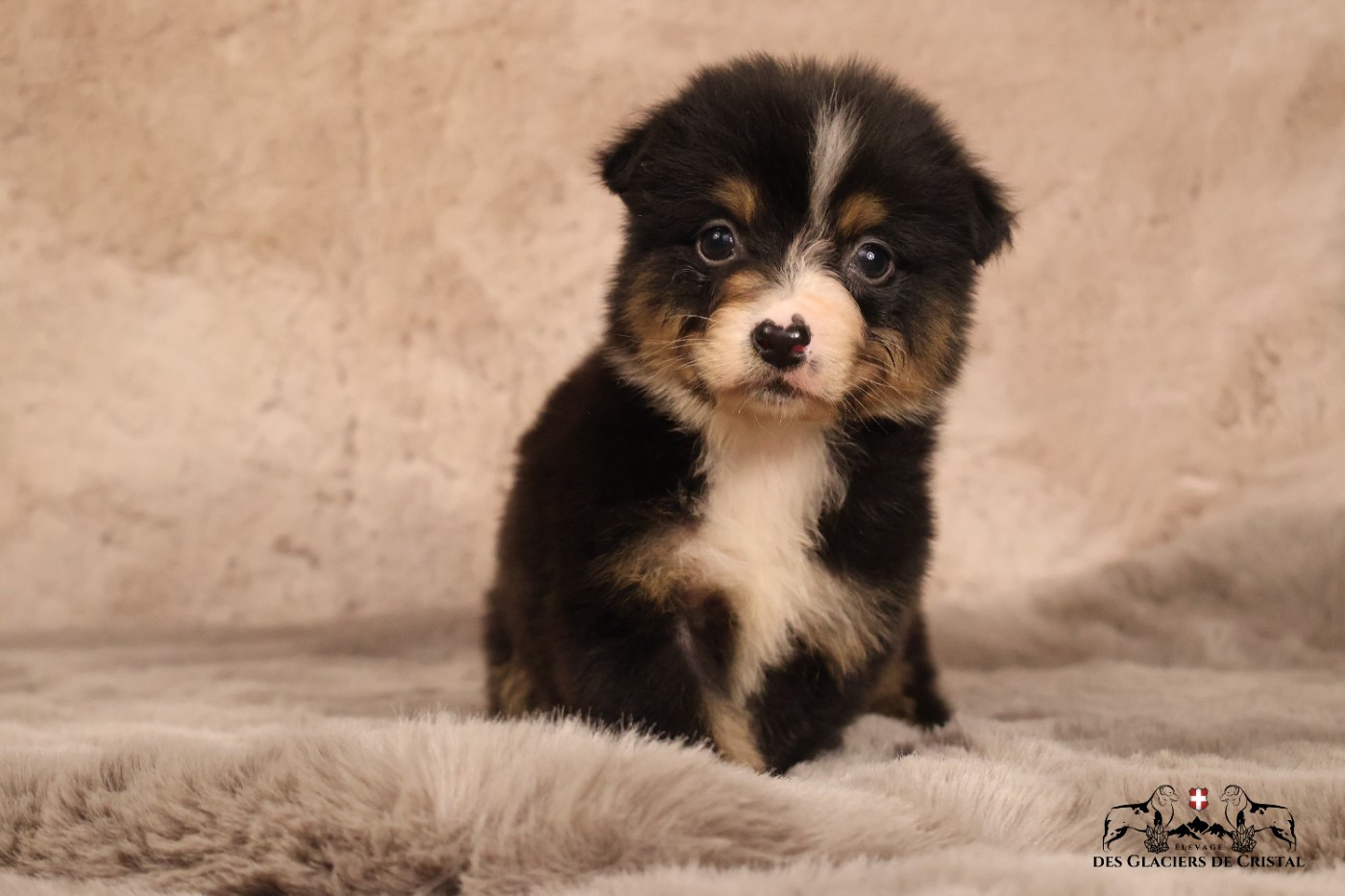 des Glaciers de Cristal - Chiots disponibles - Berger Australien