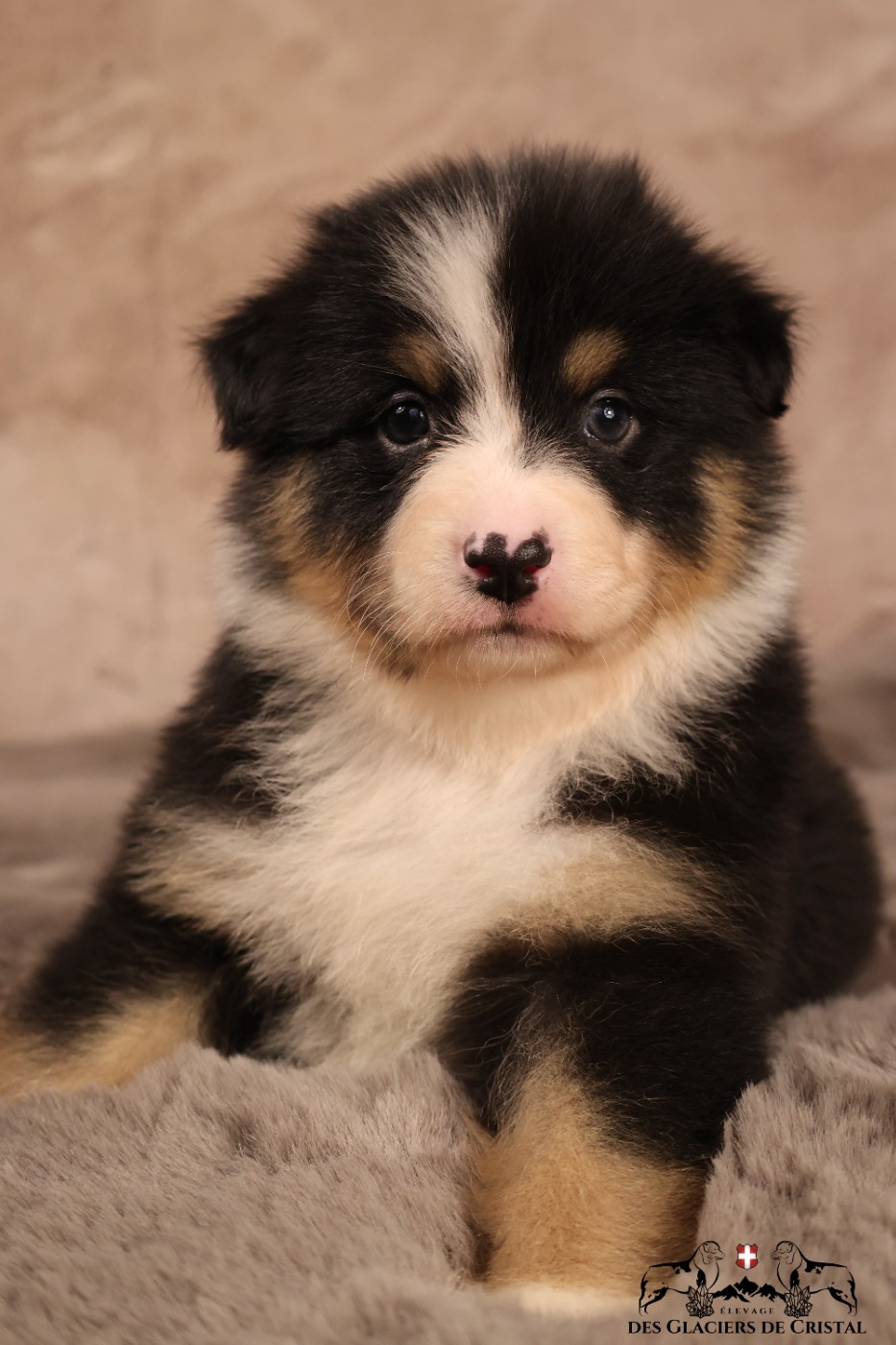 des Glaciers de Cristal - Chiots disponibles - Berger Australien