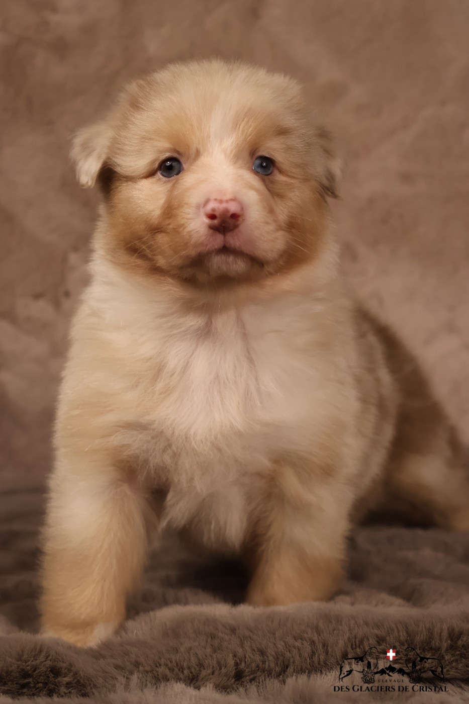 des Glaciers de Cristal - Chiots disponibles - Berger Australien