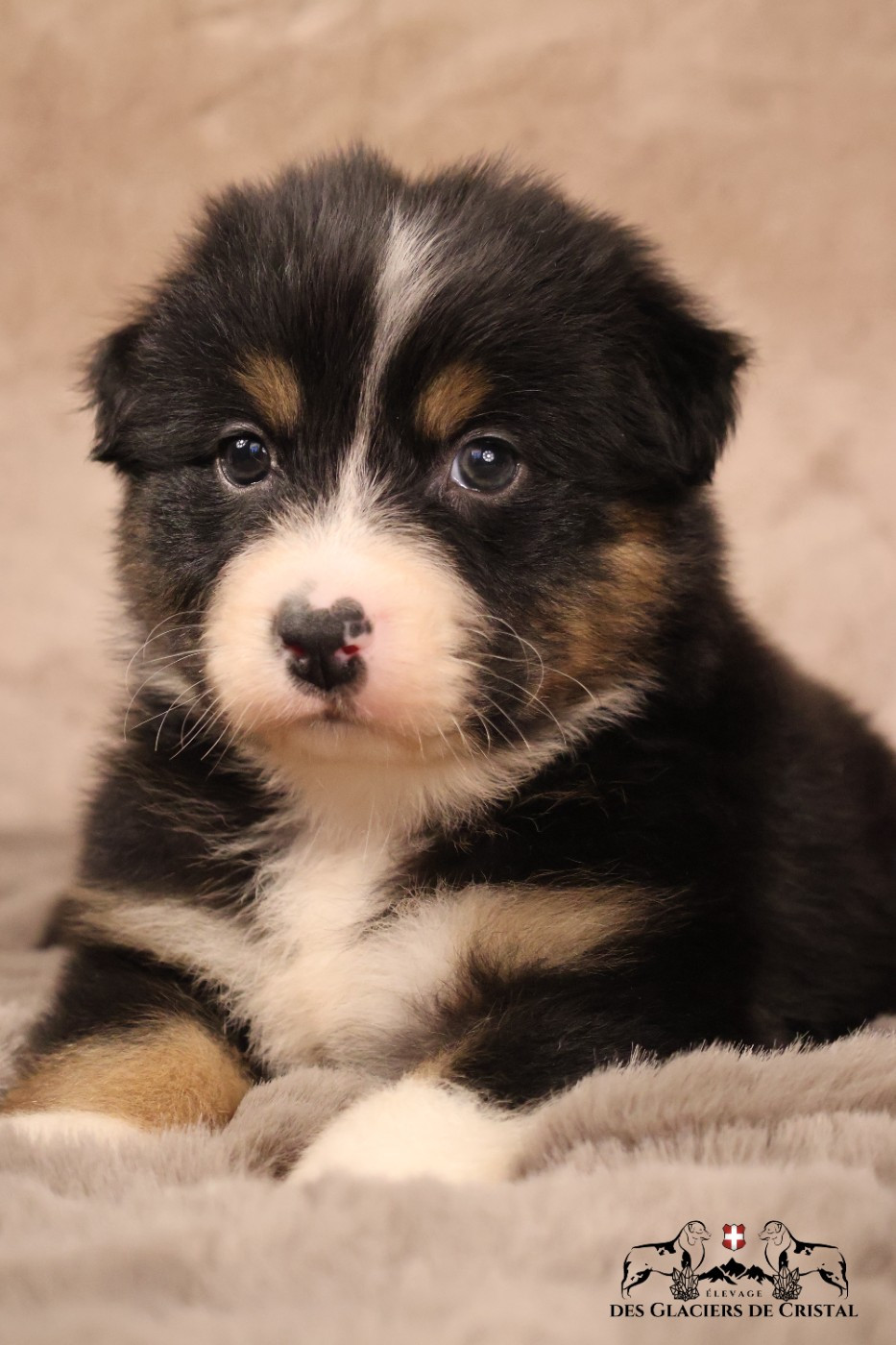 des Glaciers de Cristal - Chiots disponibles - Berger Australien