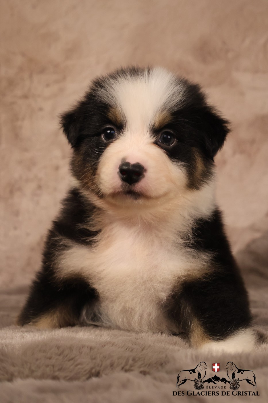 des Glaciers de Cristal - Chiots disponibles - Berger Australien