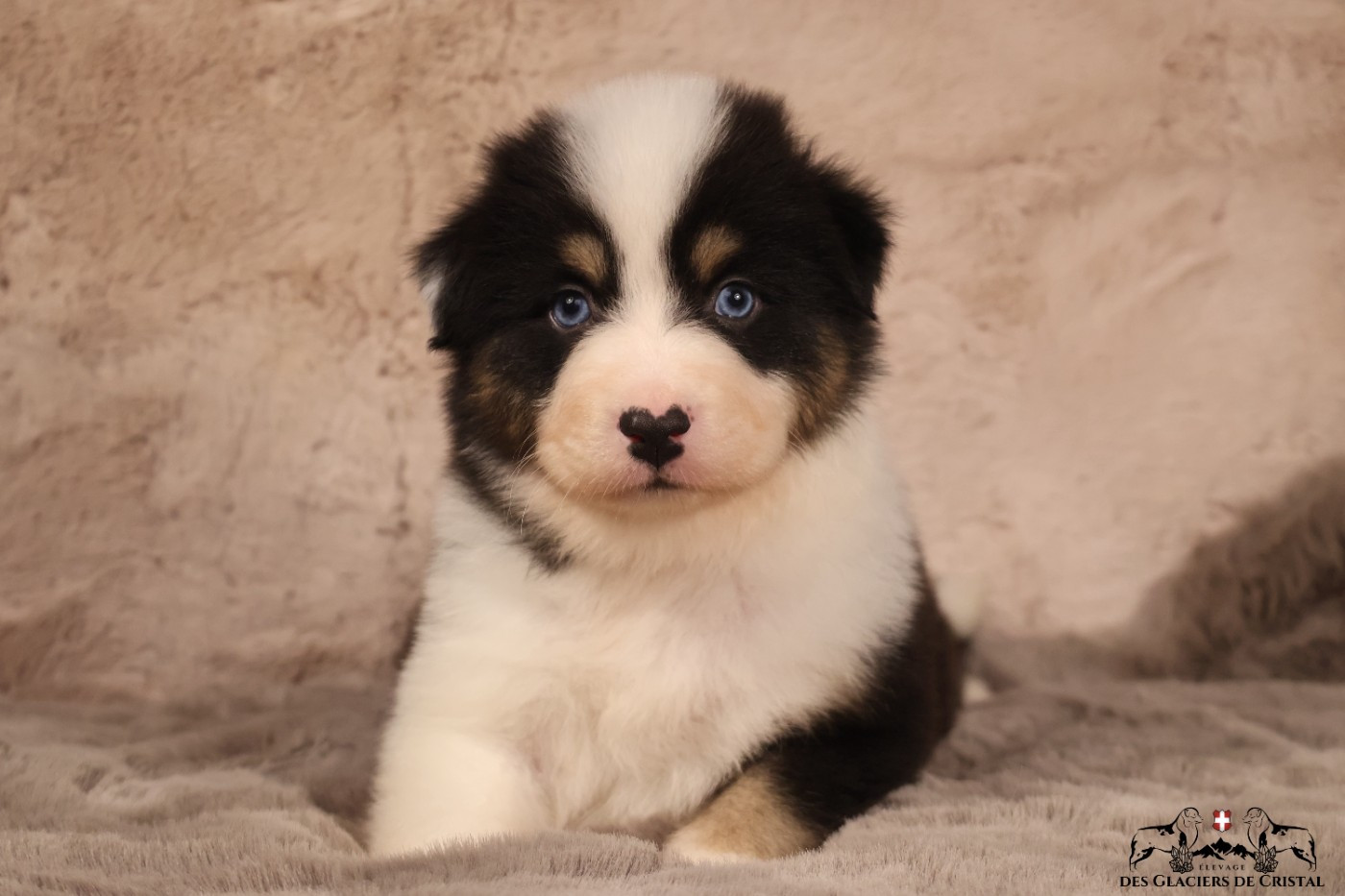 des Glaciers de Cristal - Chiots disponibles - Berger Australien
