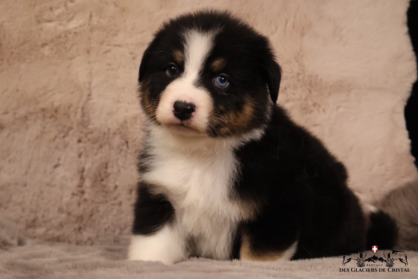 des Glaciers de Cristal - Chiots disponibles - Berger Australien
