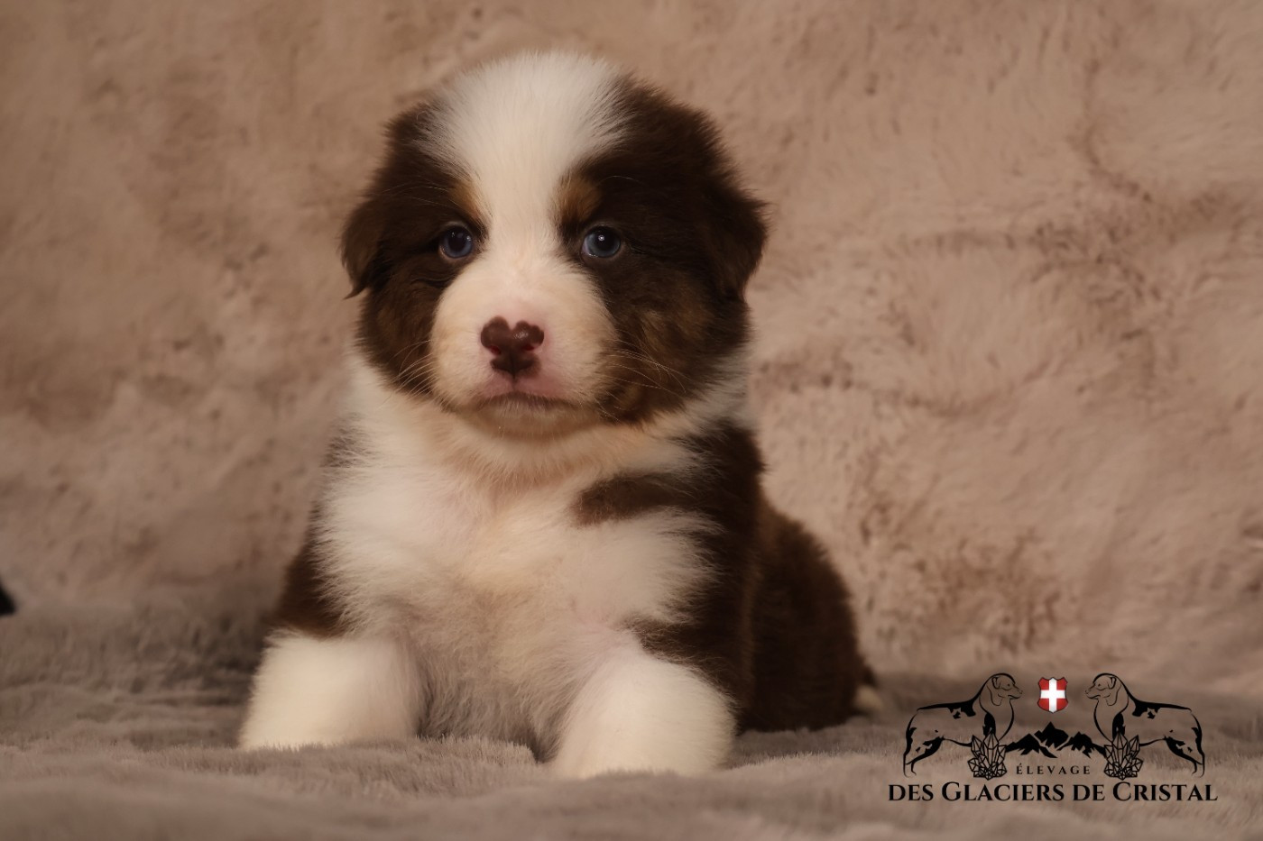 des Glaciers de Cristal - Chiots disponibles - Berger Australien