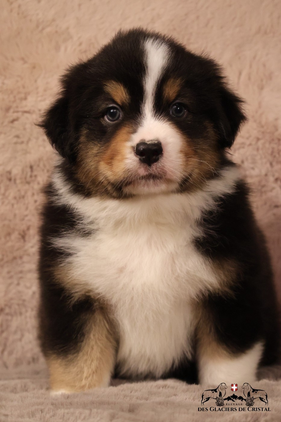 des Glaciers de Cristal - Chiots disponibles - Berger Australien