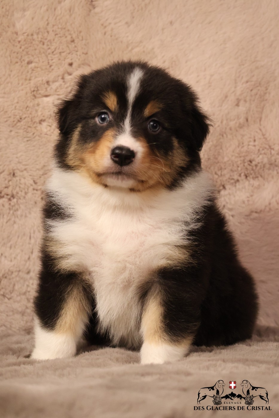 des Glaciers de Cristal - Chiots disponibles - Berger Australien