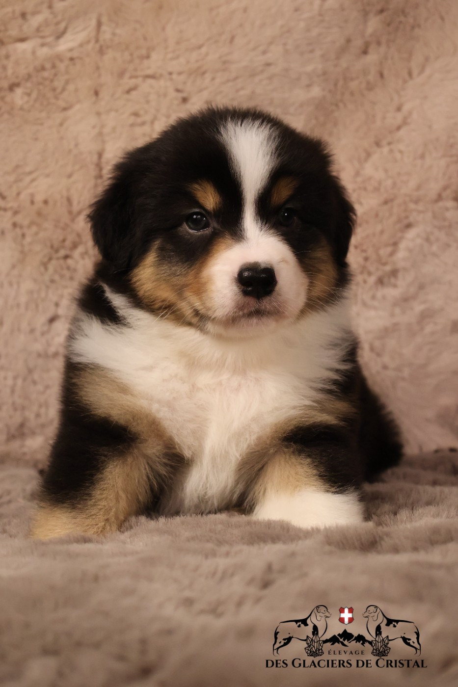 des Glaciers de Cristal - Chiots disponibles - Berger Australien