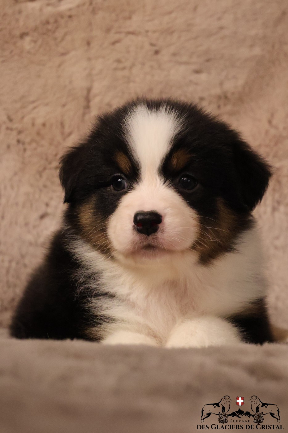 des Glaciers de Cristal - Chiots disponibles - Berger Australien