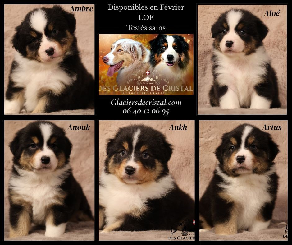 des Glaciers de Cristal - Berger Australien - Portée née le 05/12/2025